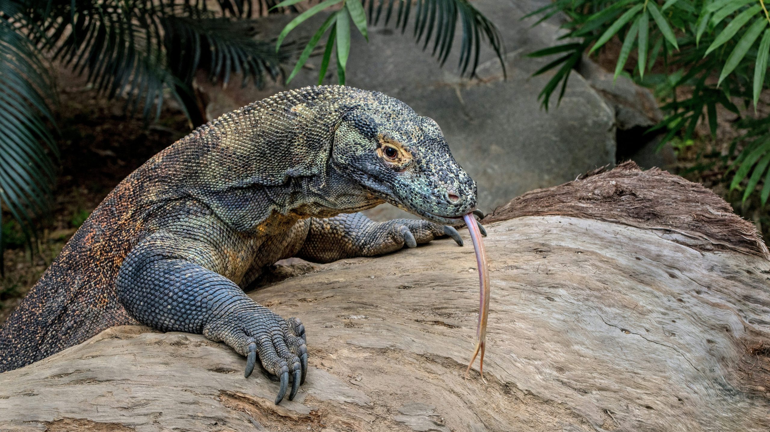 The Role of Komodo Dragons in Their Ecosystem