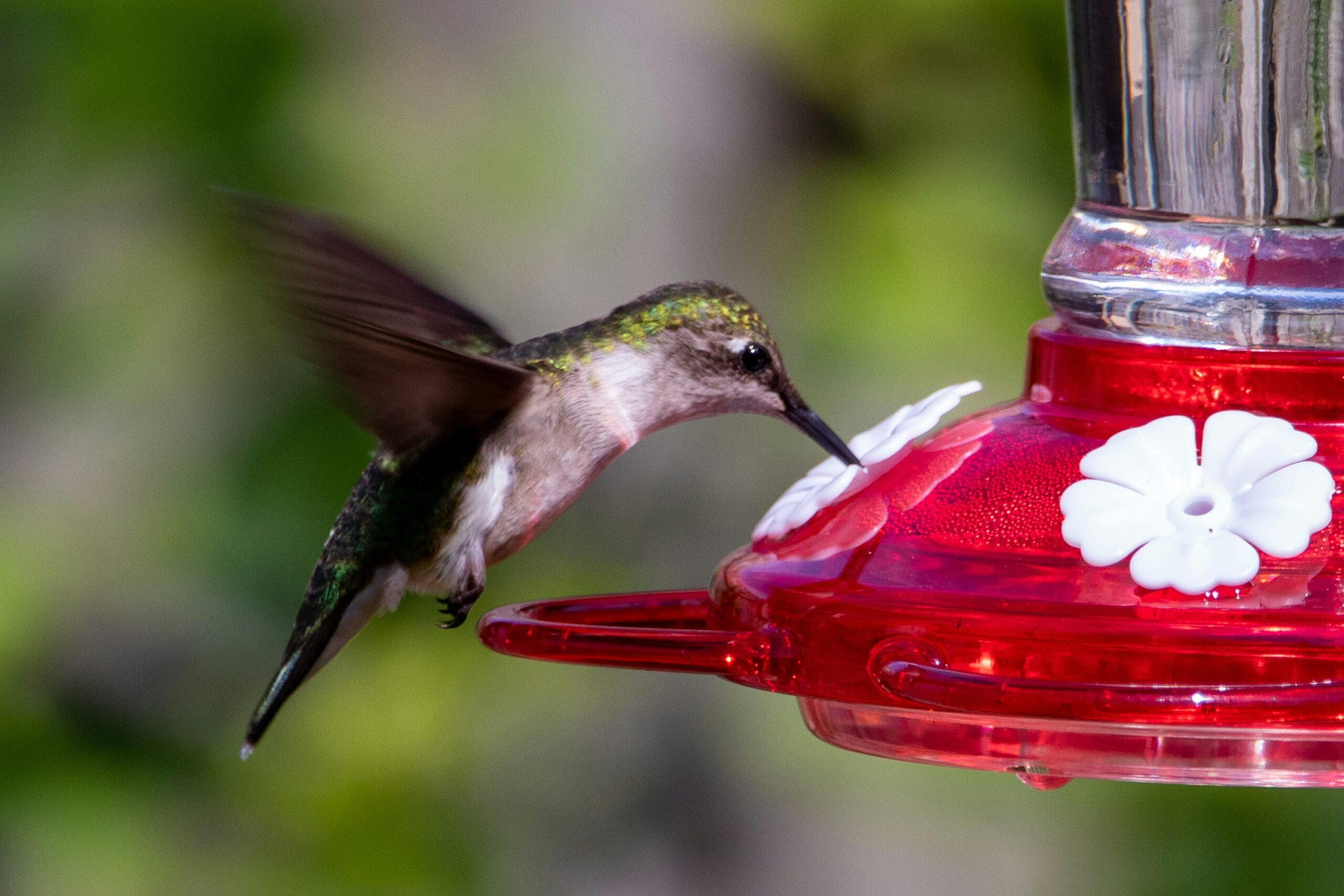 How to Maintain Hummingbird Feeders